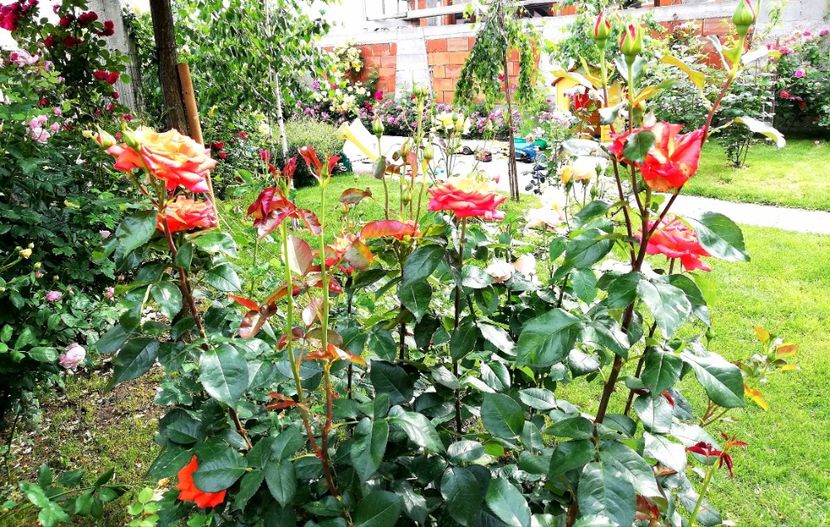  - Cum a evoluat gradina mea