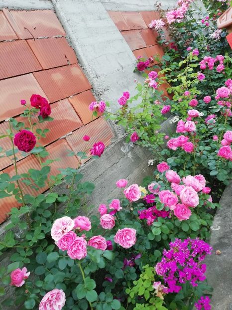  - Cum a evoluat gradina mea