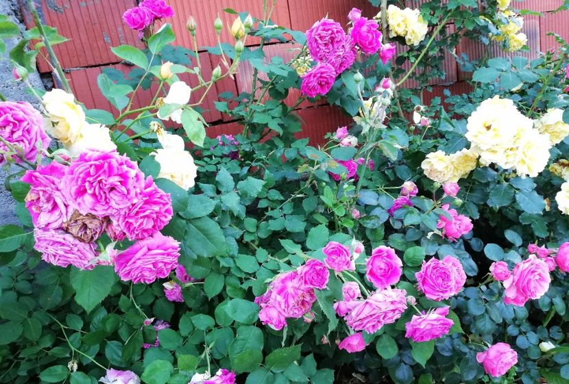  - Cum a evoluat gradina mea