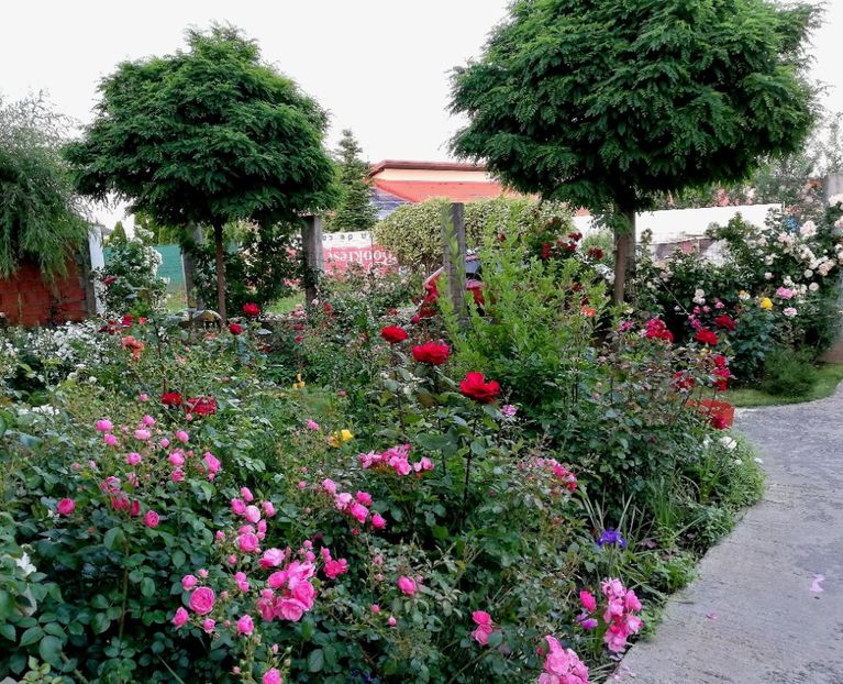  - Cum a evoluat gradina mea