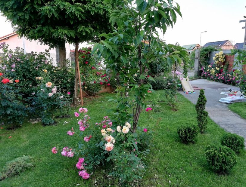  - Cum a evoluat gradina mea