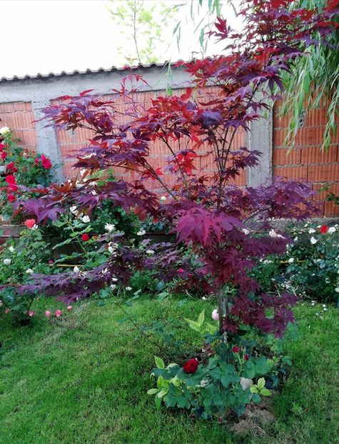  - Cum a evoluat gradina mea