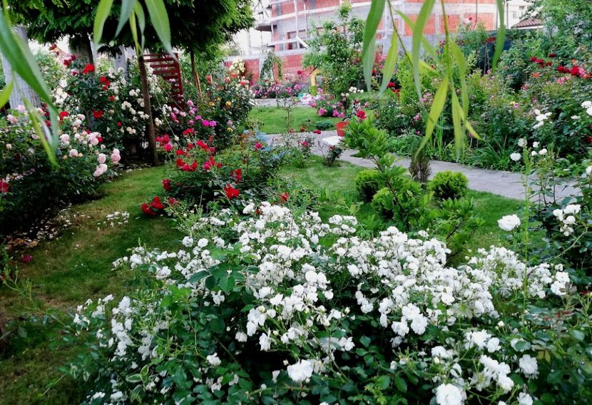  - Cum a evoluat gradina mea