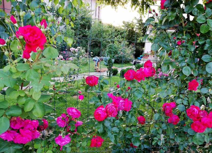  - Cum a evoluat gradina mea