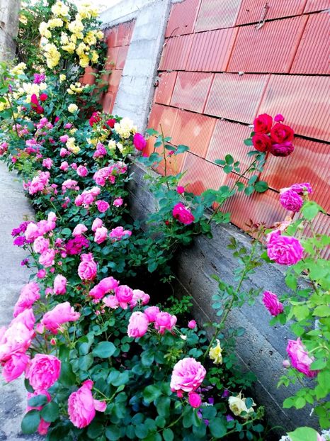  - Cum a evoluat gradina mea