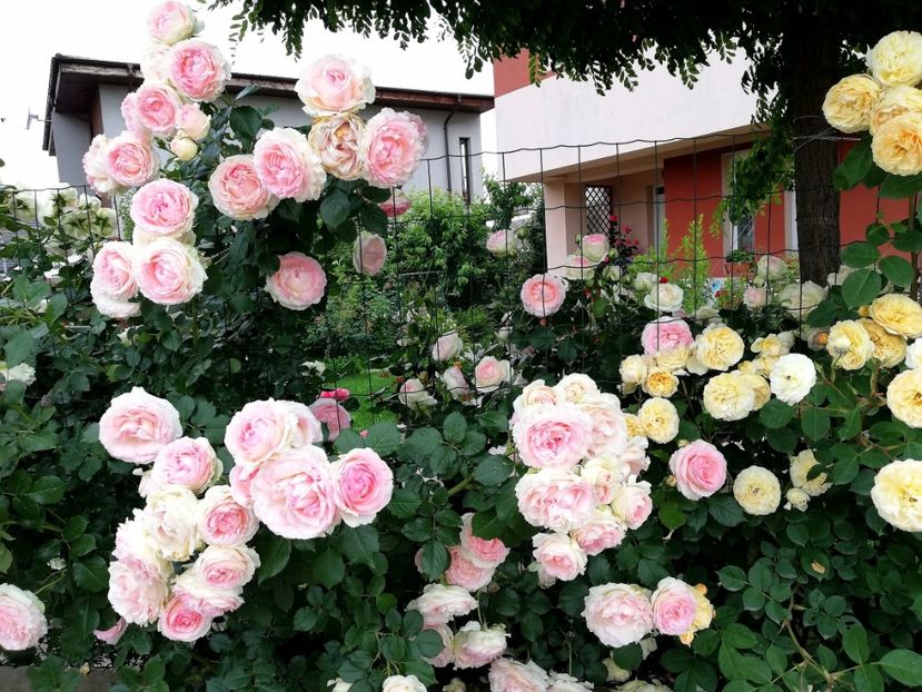  - Cum a evoluat gradina mea