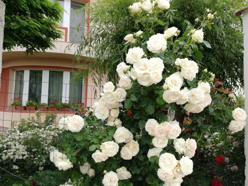  - Cum a evoluat gradina mea