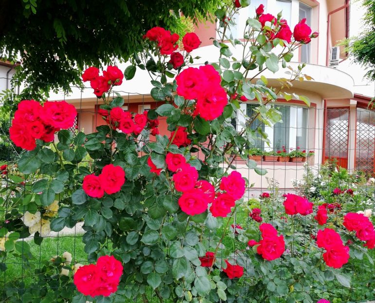  - Cum a evoluat gradina mea