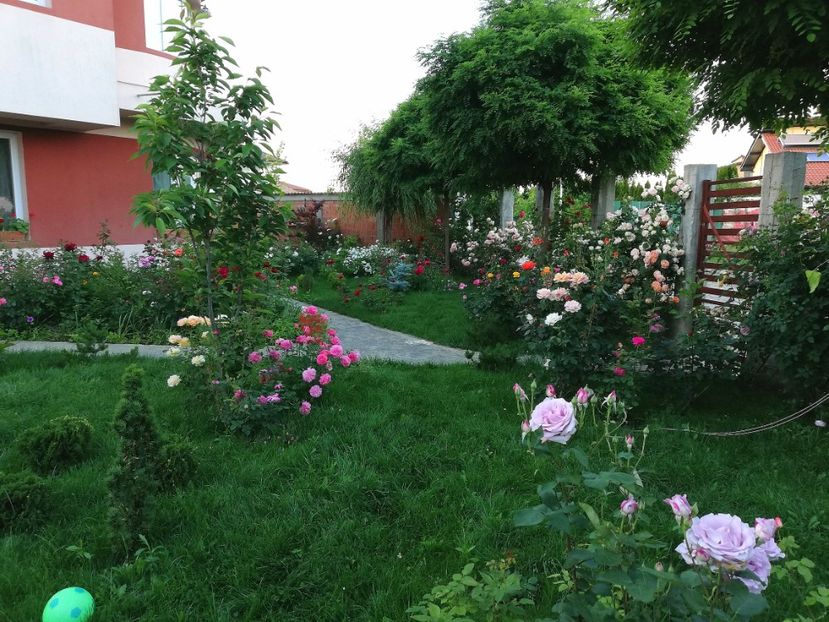  - Cum a evoluat gradina mea