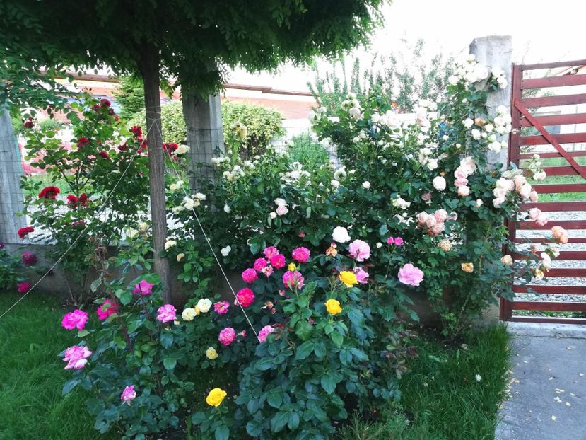  - Cum a evoluat gradina mea