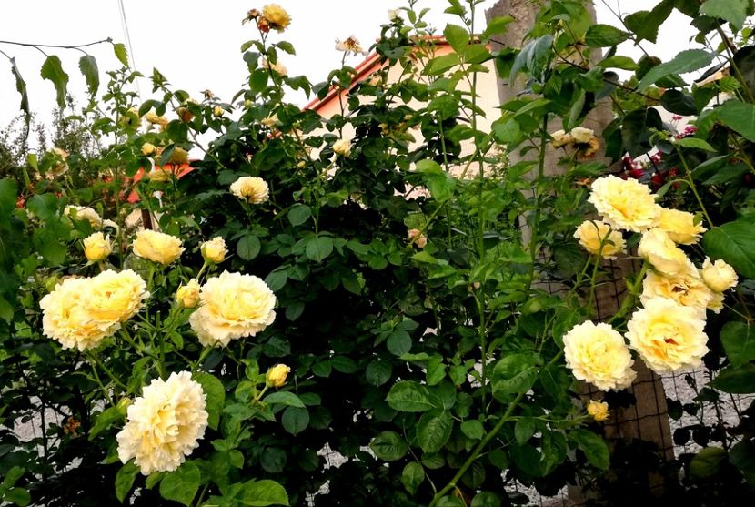  - Cyrano de Bergerac