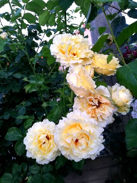  - Cyrano de Bergerac