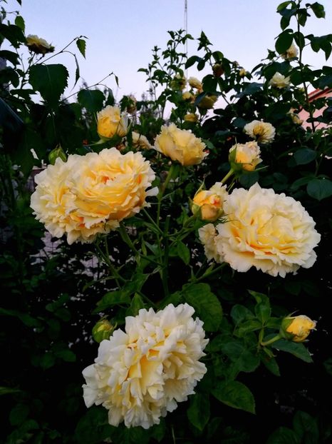  - Cyrano de Bergerac