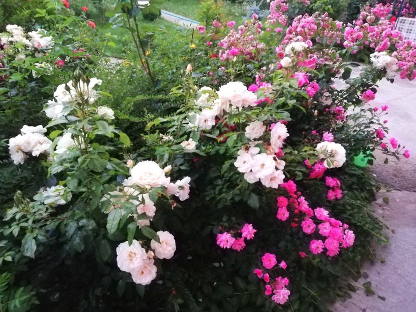  - Uetersener klosterrose- urcator