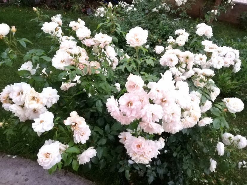  - Uetersener klosterrose- urcator