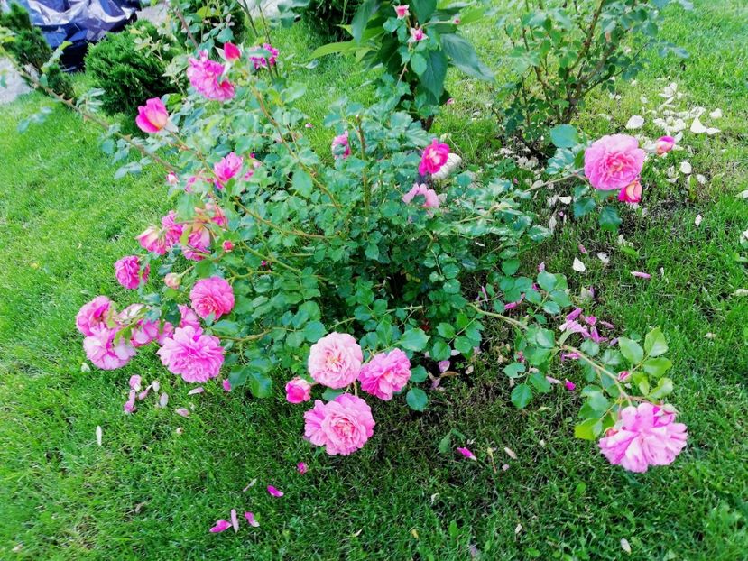  - Christopher Marlowe