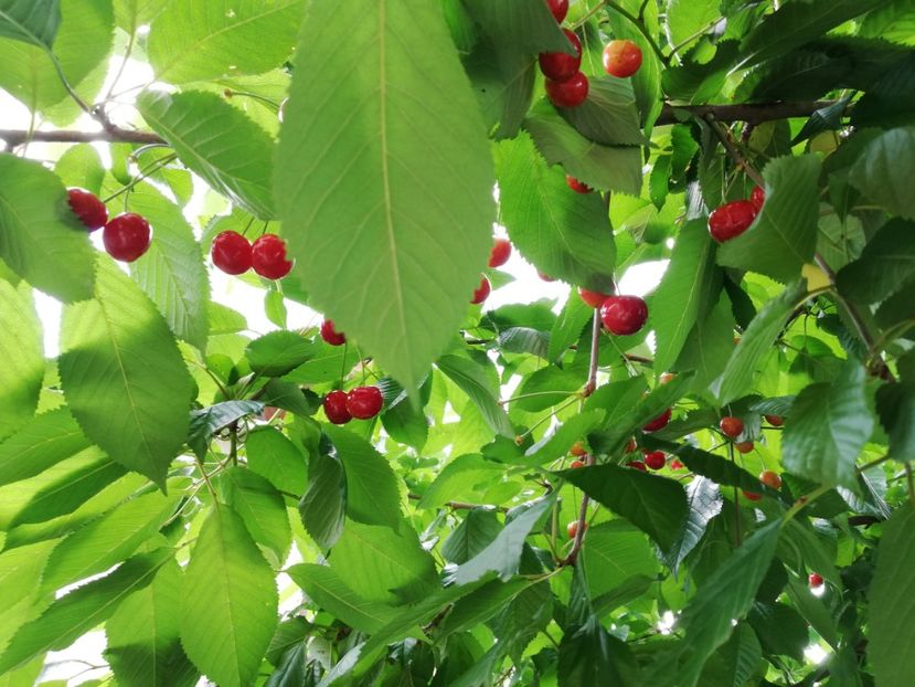  - Gradinuta cu de toate