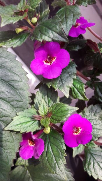 Caprice - 10 Achimenes 2019