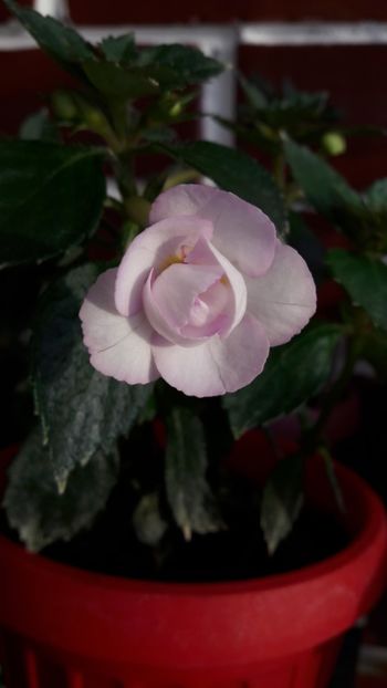  - 10 Achimenes 2019
