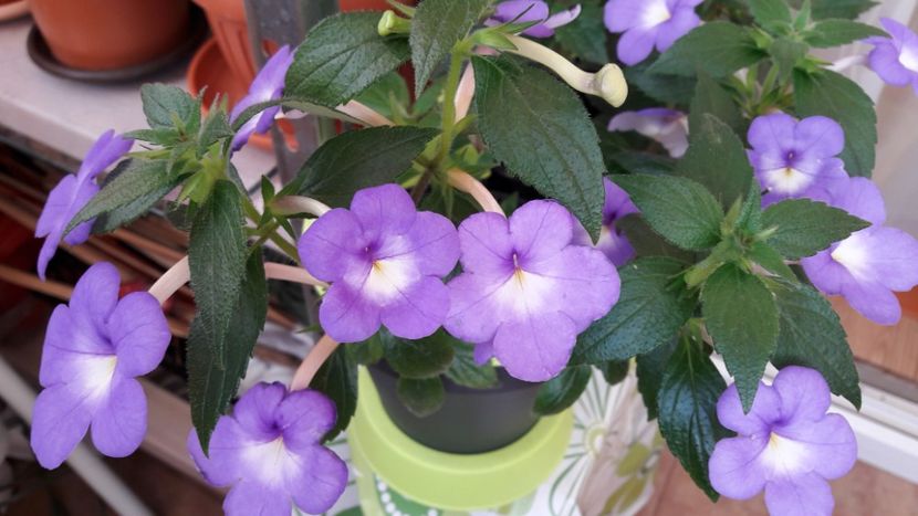 Annie Belle - 10 Achimenes 2019