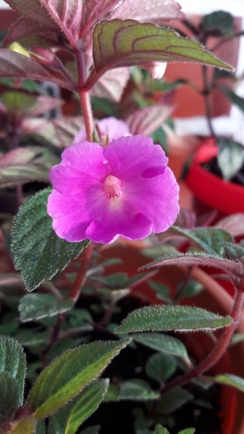 Petitte Nicole - 10 Achimenes 2019