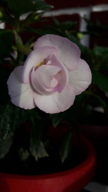  - 10 Achimenes 2019