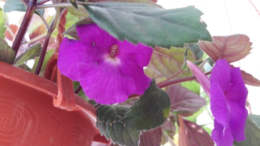 Mov - 10 Achimenes 2019