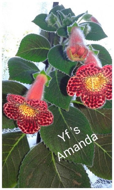 Yf _s Amanda  - 2019 - Kohleria