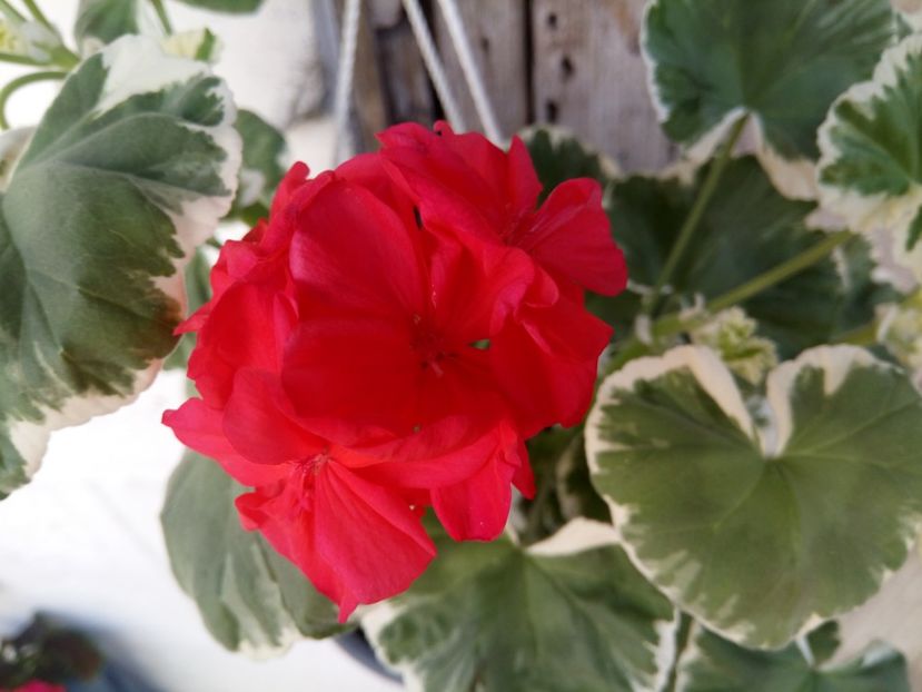  - Flori de Gradina Primavara -Vara 2019