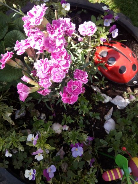  - Flori de Gradina Primavara -Vara 2019