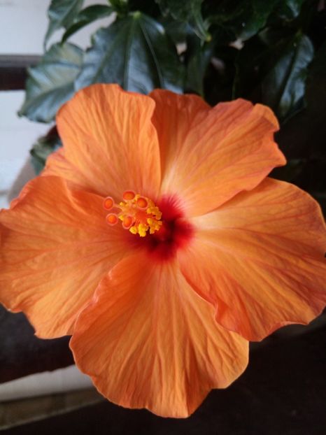  - HIBISCUSI - 2019_2021-2022-2023