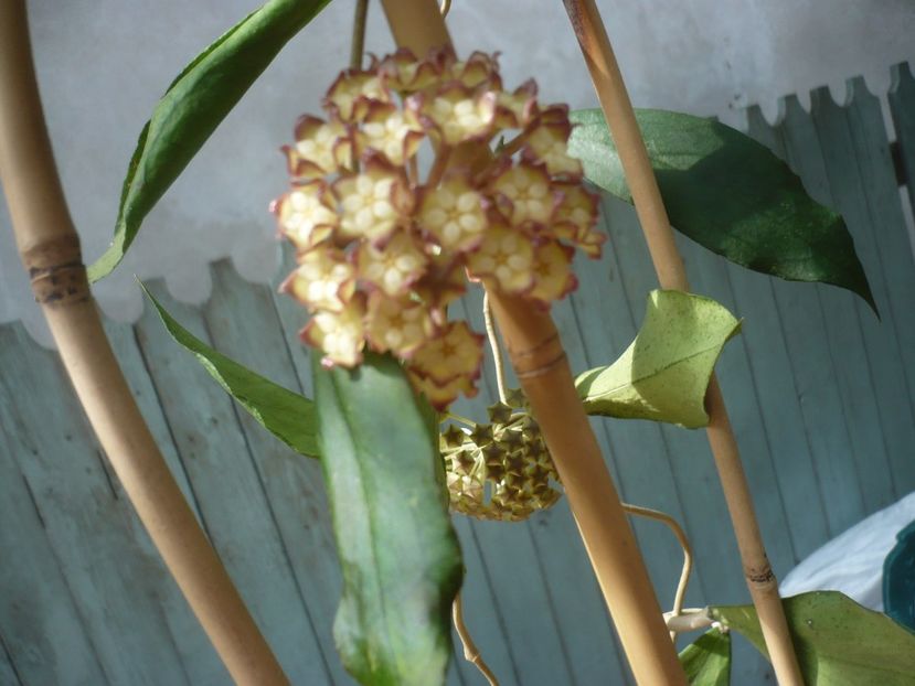 15.06.2019 - HOYA 2019