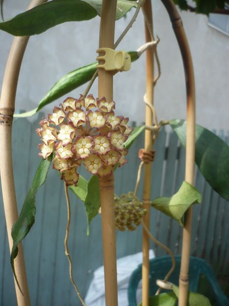 P1410887 - HOYA 2019