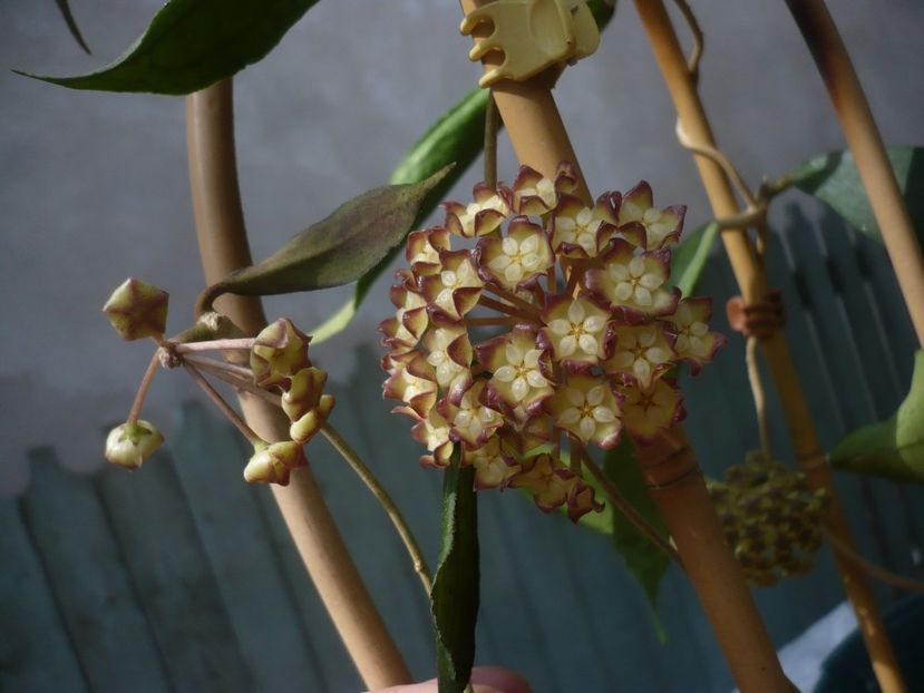 P1410888 - HOYA 2019