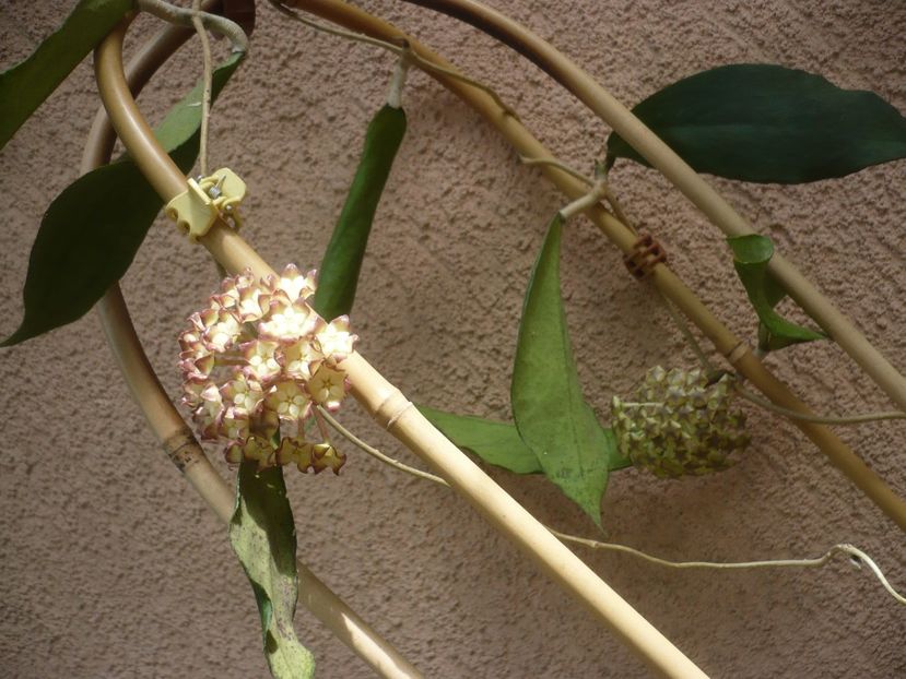 P1410889 - HOYA 2019