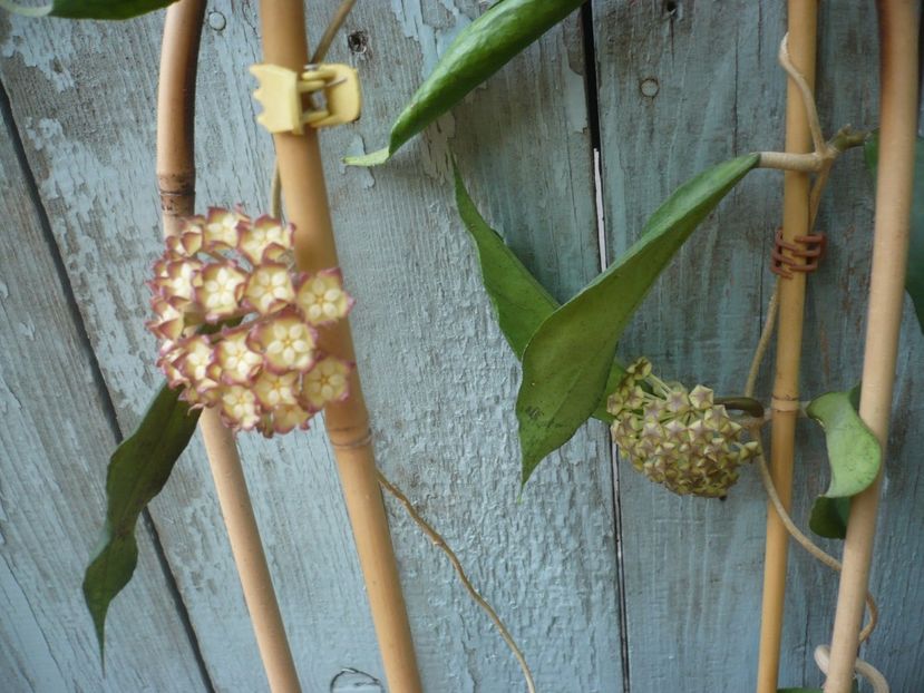 P1410891 - HOYA 2019