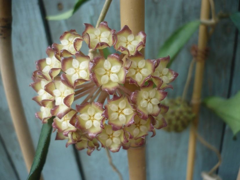 P1410892 - HOYA 2019