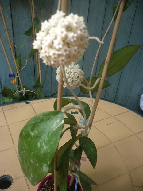 P1410893 - HOYA 2019