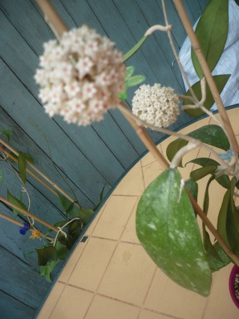 P1410895 - HOYA 2019