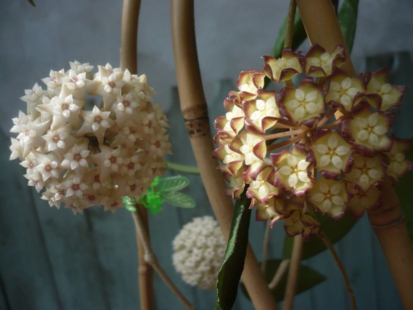 P1410897 - HOYA 2019