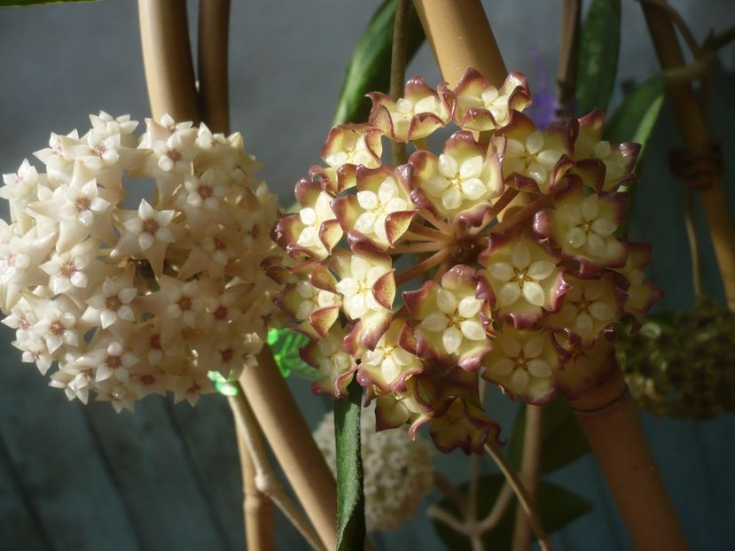 P1410899 - HOYA 2019