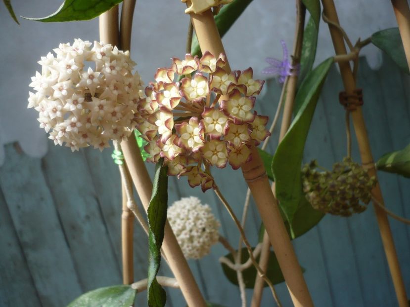 P1410901 - HOYA 2019