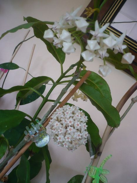 P1410902 - HOYA 2019