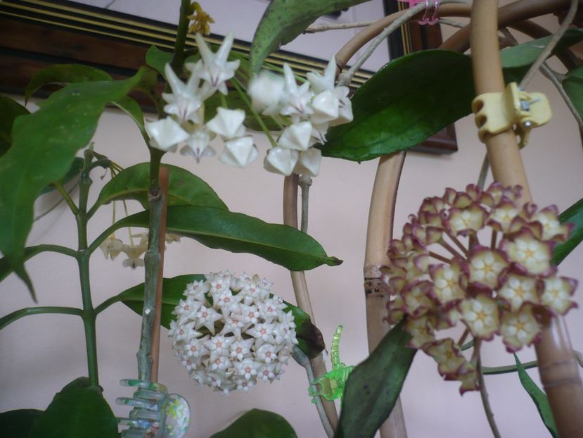 P1410903 - HOYA 2019