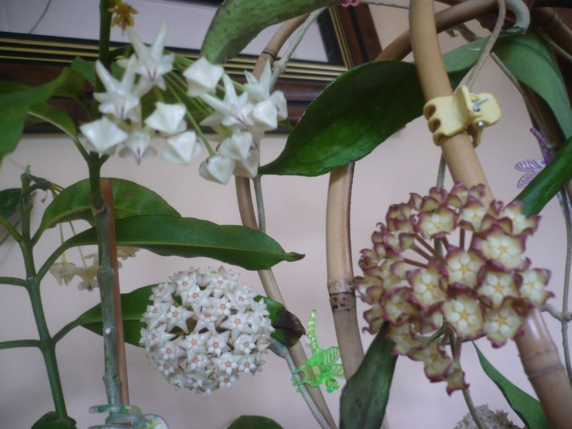 P1410904 - HOYA 2019