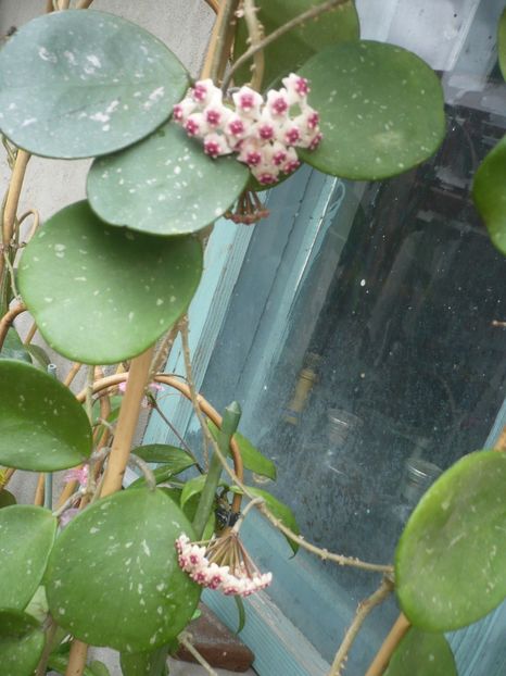 P1410907 - HOYA 2019