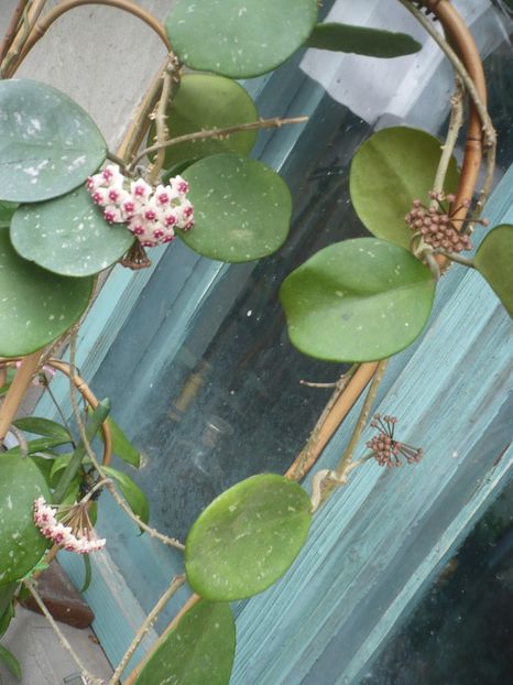 P1410908 - HOYA 2019