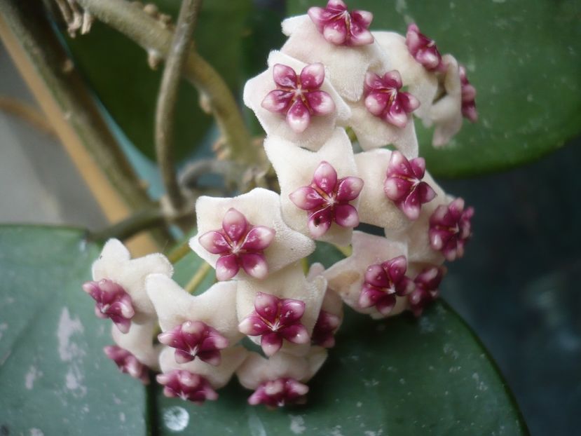 P1410910 - HOYA 2019