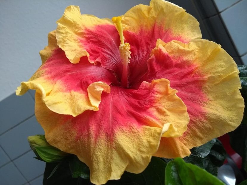  - Tahitian Rainbow Sands