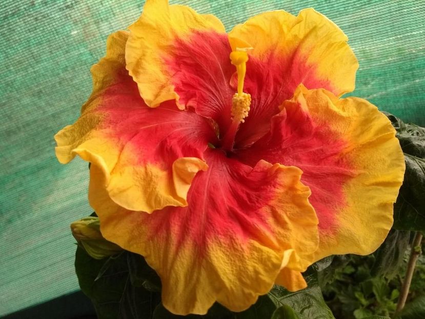  - Tahitian Rainbow Sands